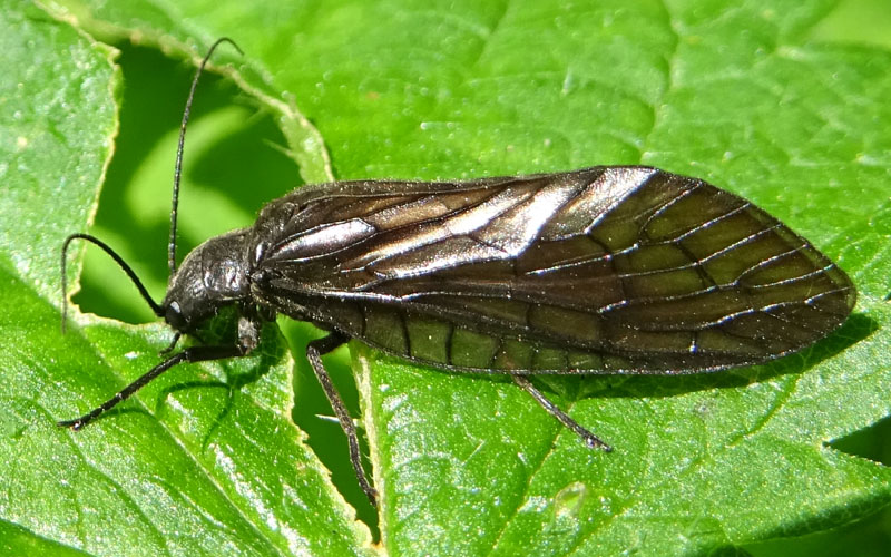 Sialis sp.